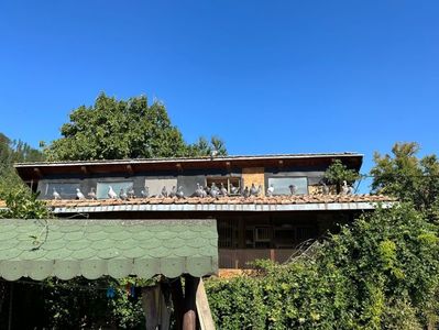toamna; schimbarea penajului
