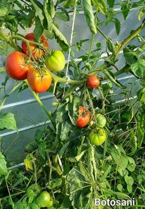 Tomate botosani