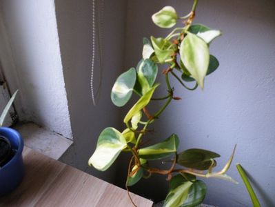 philodendron brazil 20