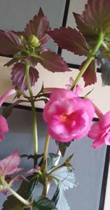 received_339266085120866
