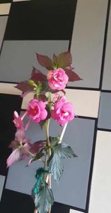 received_179971568451847
