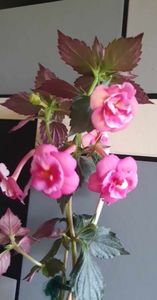 received_676434901080325