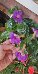 received_321460490286634