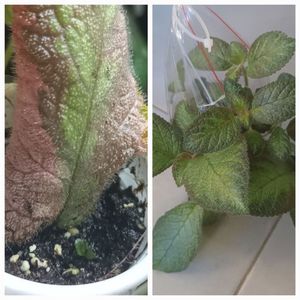 Puiutul rezultat din frunza mama este fara variegatie.; Am pierdut multe floricele sezonul acesta... insa acest puiut s-a incapatanat sa traiasca. ;)
