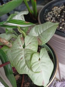 Syngonium Milk Confetti