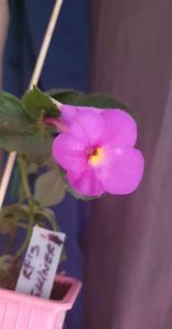 received_333605769144490