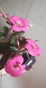 received_306753975377534