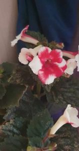 received_820655619600115