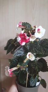 received_361755522842316