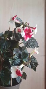 received_2260075357527179
