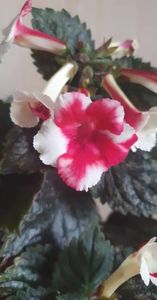 received_1049308976078814