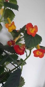 received_1742639392852822