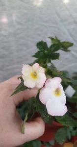 received_309295681696456