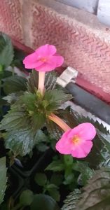 received_796062928984373