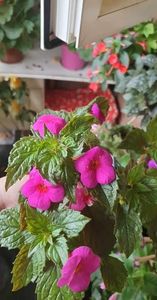 received_621314436783888