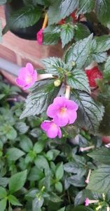 received_289633337121378