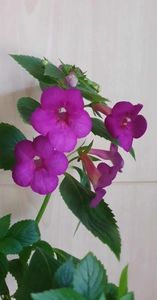 received_693889742768376