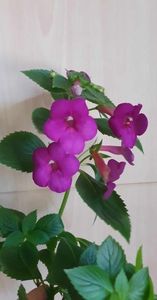 received_3170064363296757