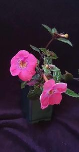 received_682347577100457