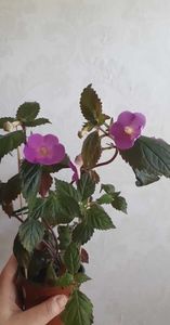 received_688565056470314