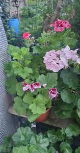 received_314703347797973