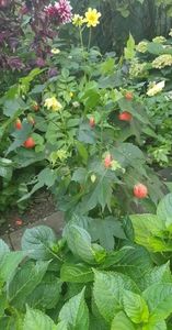 received_132706223230041