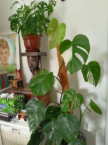 Monstera delicioasa Albo Variegata și Adansonii