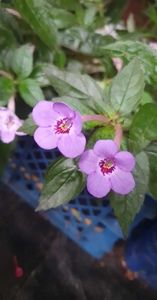 received_286293127480336