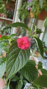 received_1508175163257117