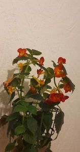 received_258954773774725