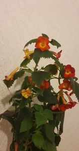 received_334161872363548