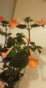 received_203625809429047
