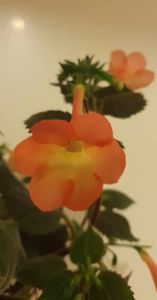 received_518712050451918
