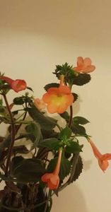 received_3429788767270373