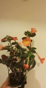 received_623003813315005
