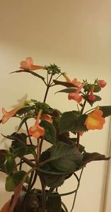 received_1026778488521210