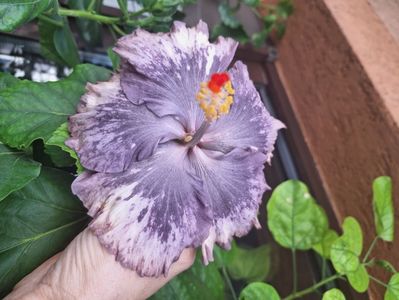 Medusa s Tears - 40 lei