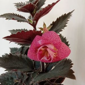 RFs Roberto Rainbow Dream