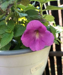 Si i-a udat dis de dimineata