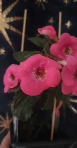 received_914640590124875