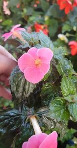 received_2211717169025089