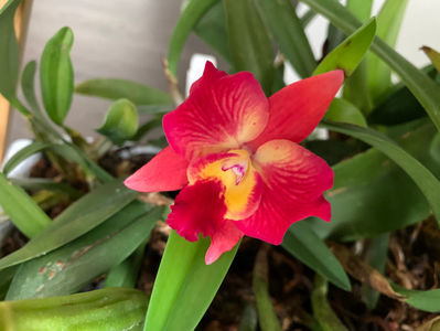 Cattleya Cosmic Delite