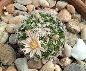 Mammillaria coahuilensis Coahuila MEX