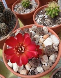 Sulcorebutia callecallensis