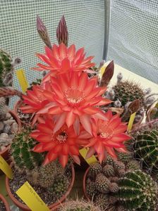 Echinopsis hb Raoul Wallenberg