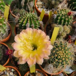 Echinopsis Consolation