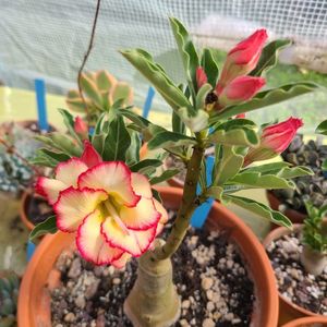 Adenium obesum Sun