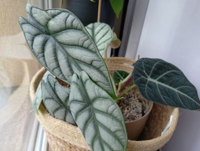 Alocasii