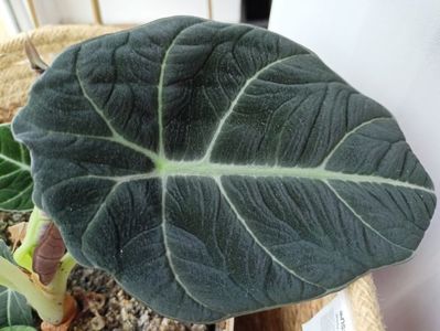 Alocasia Black Velvet
