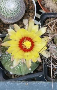 Flori de toamna: Astrophytum asterias